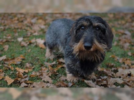 Carlson vom Wulfenauer Mühlenbach