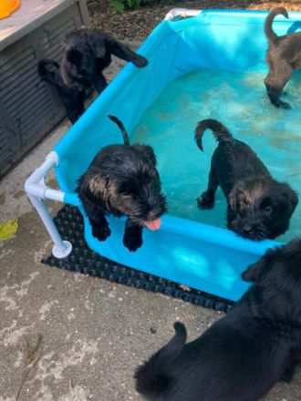 Am 19. Juni ist unser P- Wurf Riesenschnauzer / schwarz