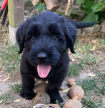 Am 19. Juni ist unser P- Wurf Riesenschnauzer / schwarz