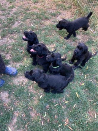 Am 19. Juni ist unser P- Wurf Riesenschnauzer / schwarz