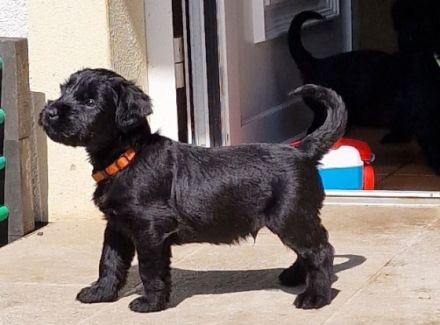 Am 19. Juni ist unser P- Wurf Riesenschnauzer / schwarz