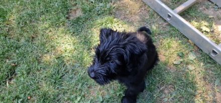 Am 19. Juni ist unser P- Wurf Riesenschnauzer / schwarz