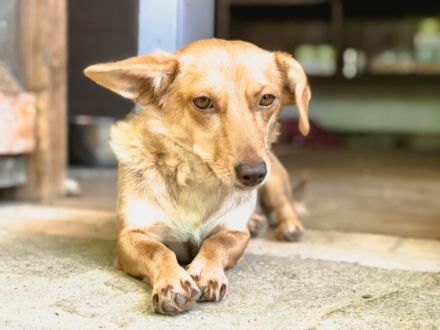 Rosi ist einer von circa 140 Hunden und 30 Katzen, die