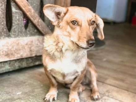 Rosi ist einer von circa 140 Hunden und 30 Katzen, die