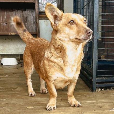 Rosi ist einer von circa 140 Hunden und 30 Katzen, die