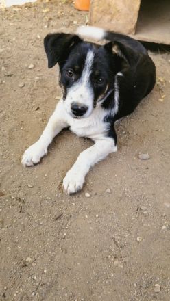 Misti ist einer von circa 140 Hunden und 30 Katzen, die