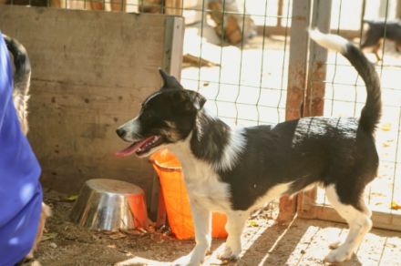 Misti ist einer von circa 140 Hunden und 30 Katzen, die