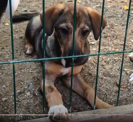 Mimi ist einer von circa 140 Hunden und 30 Katzen, die