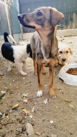 Mimi ist einer von circa 140 Hunden und 30 Katzen, die