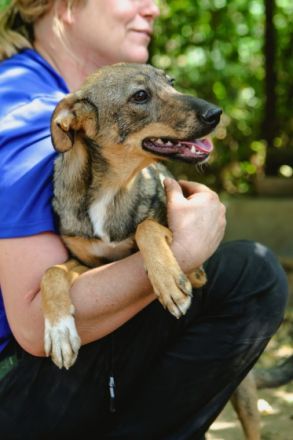 Mimi ist einer von circa 140 Hunden und 30 Katzen, die