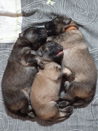 Am 03.12.2021 hat meine Hidayah 11 wunderschöne und