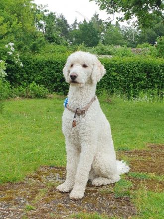 Großpudel Rio vom Kirschgarten