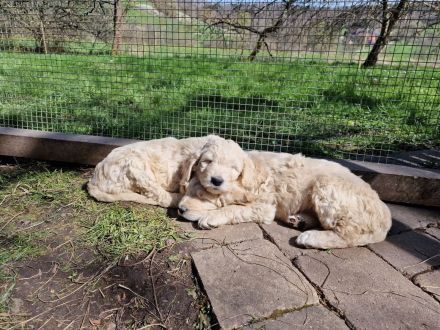 Großpudel Rio vom Kirschgarten