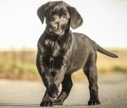 Für unseren schwarzen Jungrüden aus bester Verpaarung