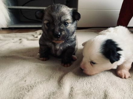 Unsere bezaubernde Hündin hat am 16.10.2021 fünf süße