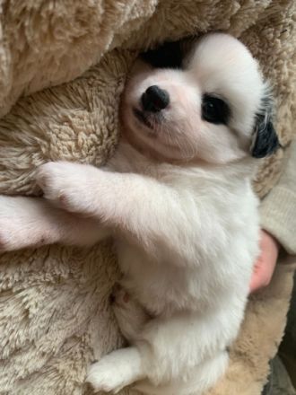 Unsere bezaubernde Hündin hat am 16.10.2021 fünf süße