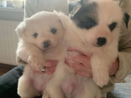 Unsere bezaubernde Hündin hat am 16.10.2021 fünf süße