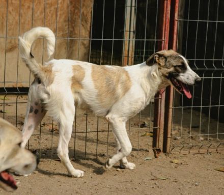 Mika ist einer von circa 140 Hunden und 30 Katzen, die