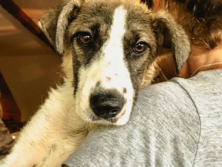 Mika ist einer von circa 140 Hunden und 30 Katzen, die