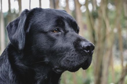 Cooper von der Braunsburg (26-fach genetisch frei / DOK