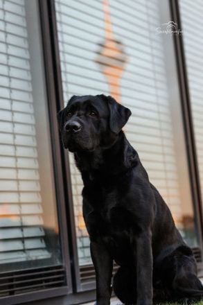 Cooper von der Braunsburg (26-fach genetisch frei / DOK