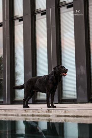 Cooper von der Braunsburg (26-fach genetisch frei / DOK