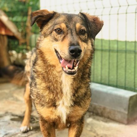 Olaf ist einer von circa 140 Hunden und 30 Katzen, die