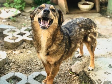 Olaf ist einer von circa 140 Hunden und 30 Katzen, die