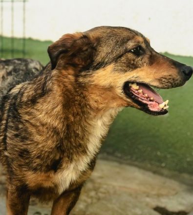 Olaf ist einer von circa 140 Hunden und 30 Katzen, die