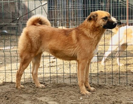 Baileys ist einer von circa 140 Hunden und 30 Katzen,