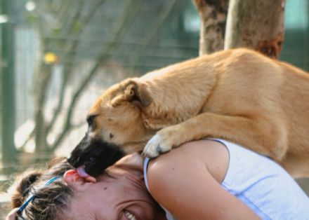 Baileys ist einer von circa 140 Hunden und 30 Katzen,