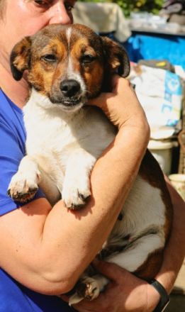 Hilly ist einer von circa 140 Hunden und 30 Katzen, die