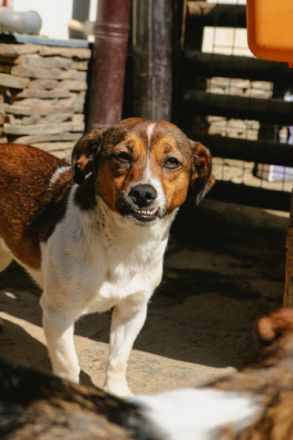 Hilly ist einer von circa 140 Hunden und 30 Katzen, die