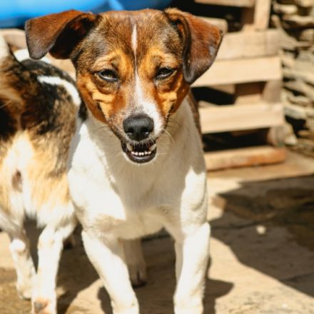 Hilly ist einer von circa 140 Hunden und 30 Katzen, die