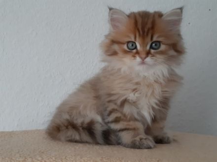 Unsere Bärchen stammen von absolut gutmütigen Eltern,