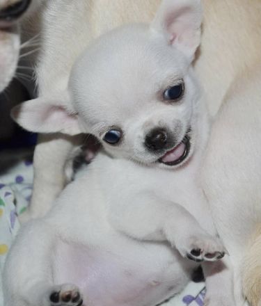 Reinrassige Chihuahua-Welpen (Mädchen und Rude)