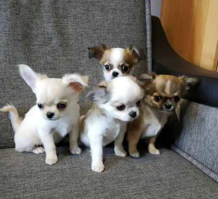 Reinrassige Chihuahua-Welpen (Mädchen und Rude)