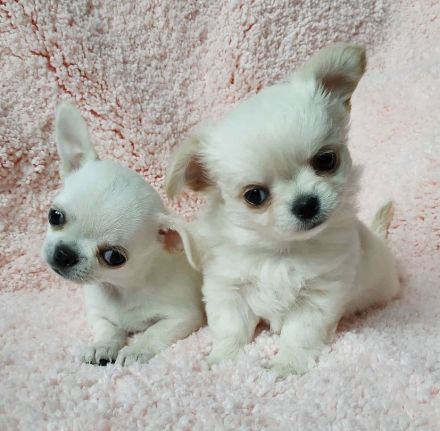 Reinrassige Chihuahua-Welpen (Mädchen und Rude)
