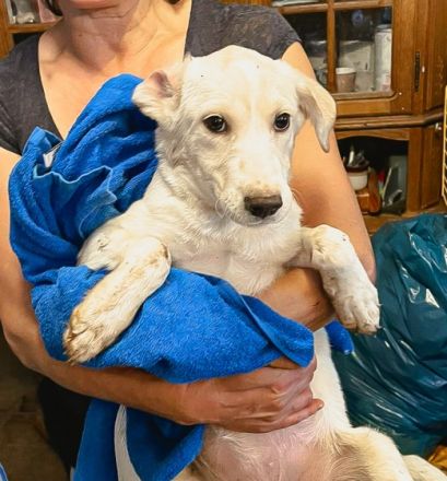 Bali ist einer von circa 140 Hunden und 30 Katzen, die