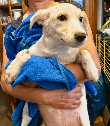 Bali ist einer von circa 140 Hunden und 30 Katzen, die