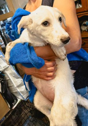 Bali ist einer von circa 140 Hunden und 30 Katzen, die