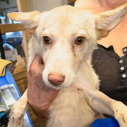 Biba ist einer von circa 140 Hunden und 30 Katzen, die