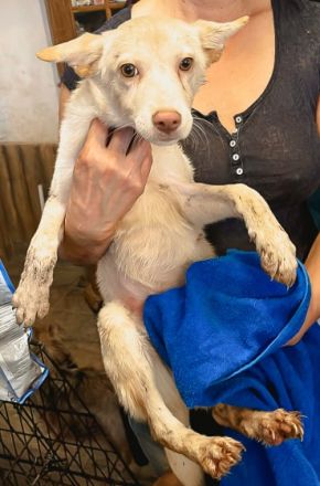 Biba ist einer von circa 140 Hunden und 30 Katzen, die