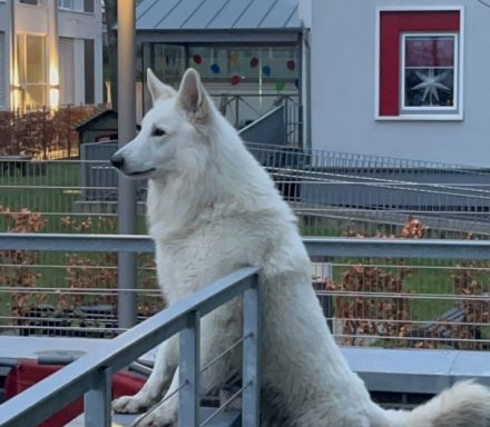 Hennes von Meierhafe