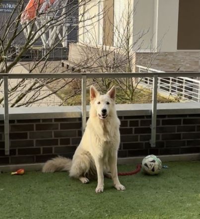 Hennes von Meierhafe