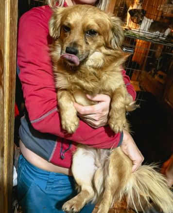 Prinz ist einer von circa 140 Hunden und 30 Katzen, die