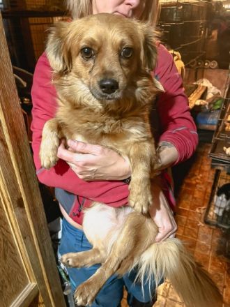 Prinz ist einer von circa 140 Hunden und 30 Katzen, die