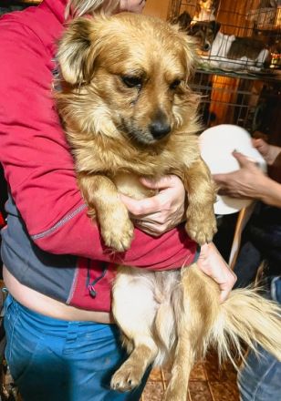 Prinz ist einer von circa 140 Hunden und 30 Katzen, die