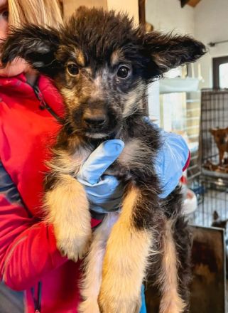 Eiko ist einer von circa 140 Hunden und 30 Katzen, die