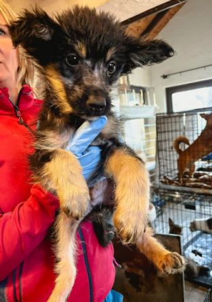 Eiko ist einer von circa 140 Hunden und 30 Katzen, die